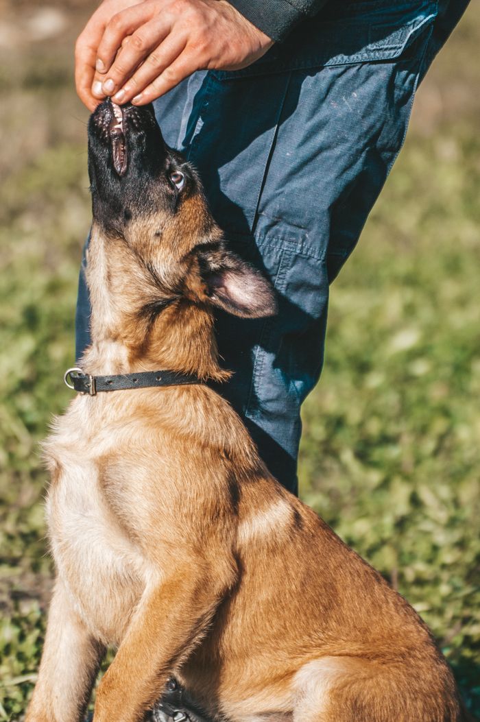 A Belgian Malinois puppy eagerly receives a treat during an outdoor training session with its handler's hand visible.