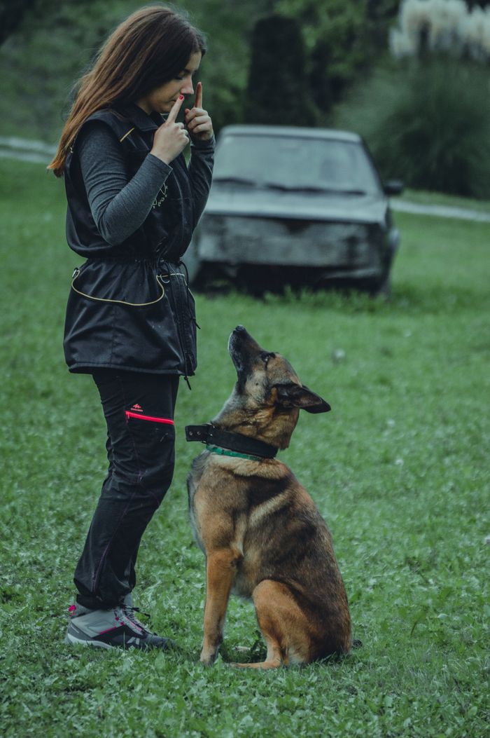 About A woman instructs a German Shepherd during an outdoor training session on grass.
