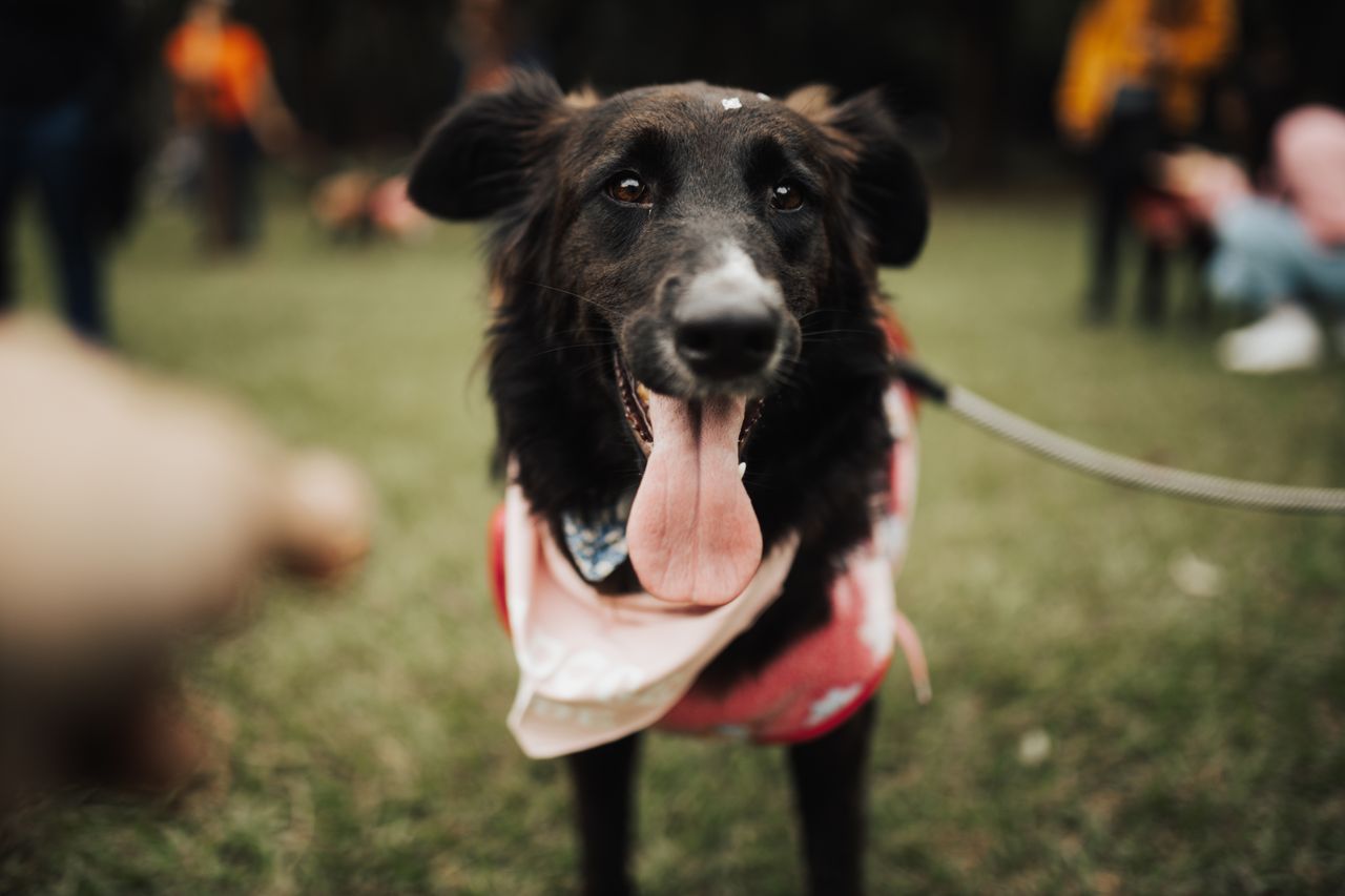 Services Playful black dog enjoying a day at the park, wearing a leash and red scarf.