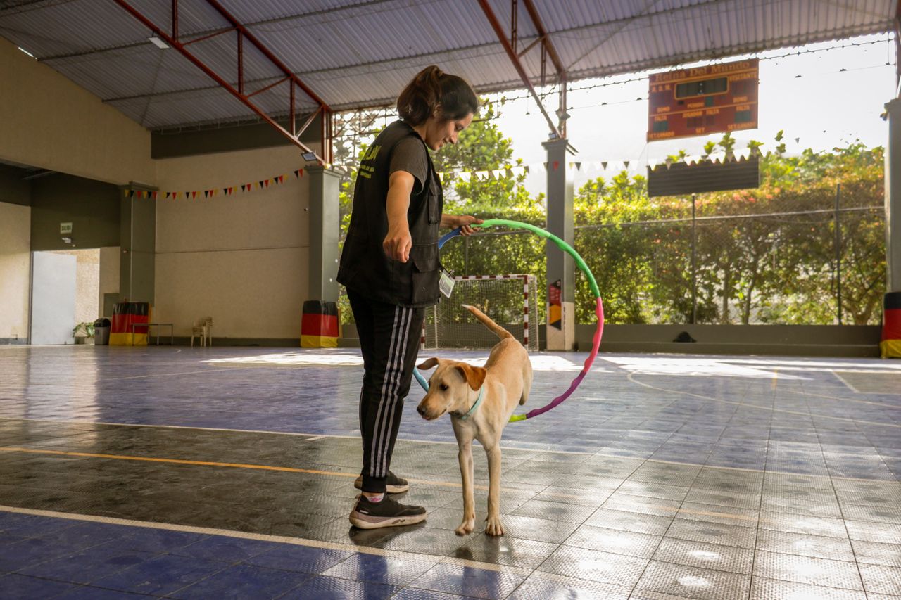 Services Woman training a dog with a hoop inside a gymnasium, promoting pet skills.