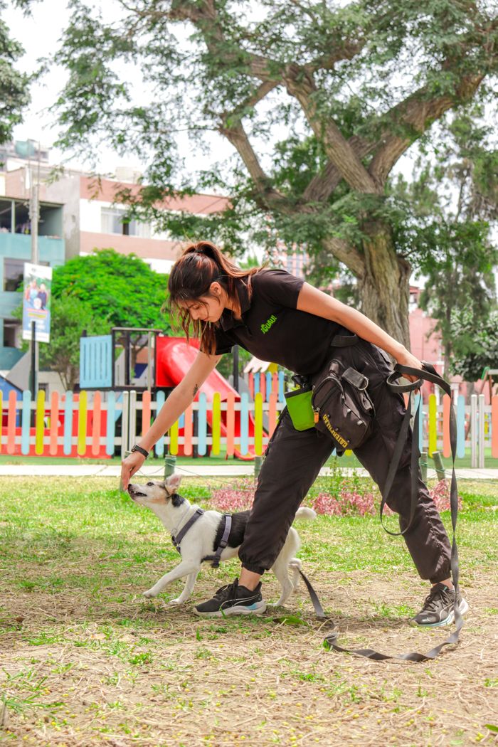 About Woman training a dog outdoors in a park with playful surroundings.