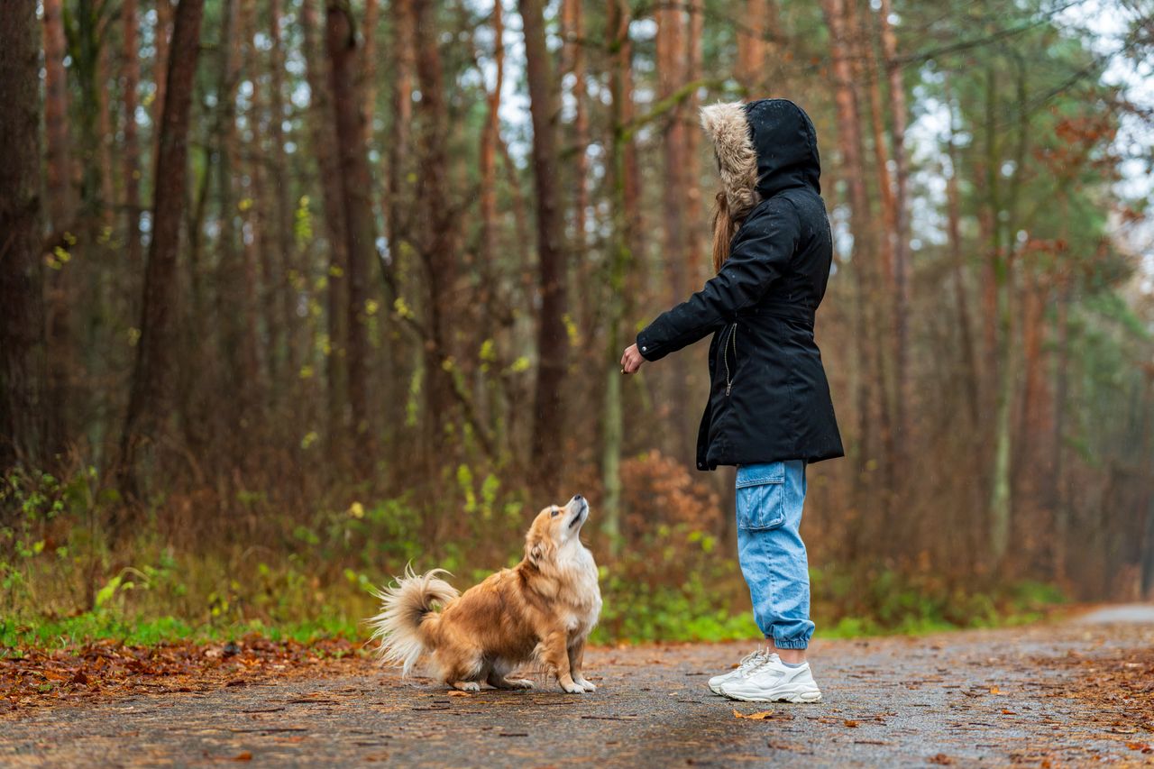 Services A woman in a hooded coat trains her dog in a serene forest during autumn.