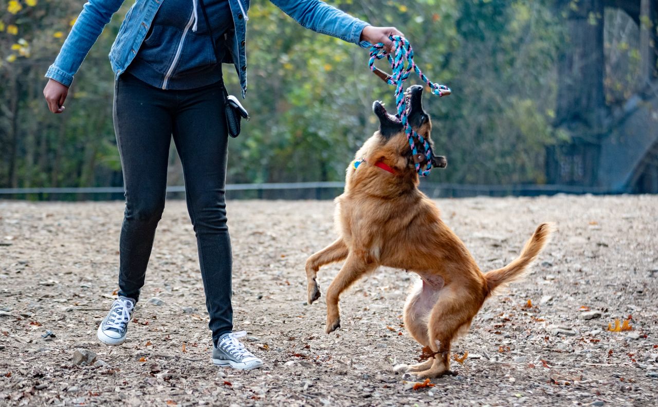 Crafting Captivating Headlines: Your awesome post title goes here A dog enthusiastically jumps to catch a toy held by its owner in a park.