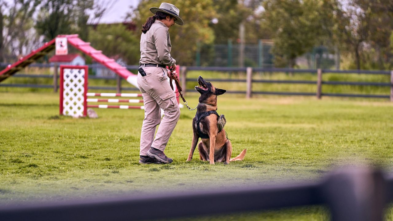 The Art of Drawing Readers In: Your attractive post title goes here A trainer with a Belgian Malinois performing obedience training in a grassy park setting.