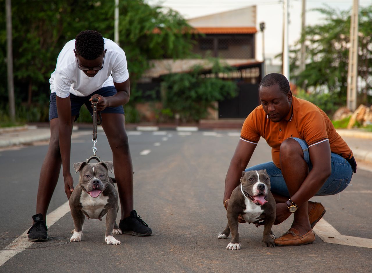 Services Two men walking muscular pitbull dogs on an urban street, showcasing companionship and outdoor activity.
